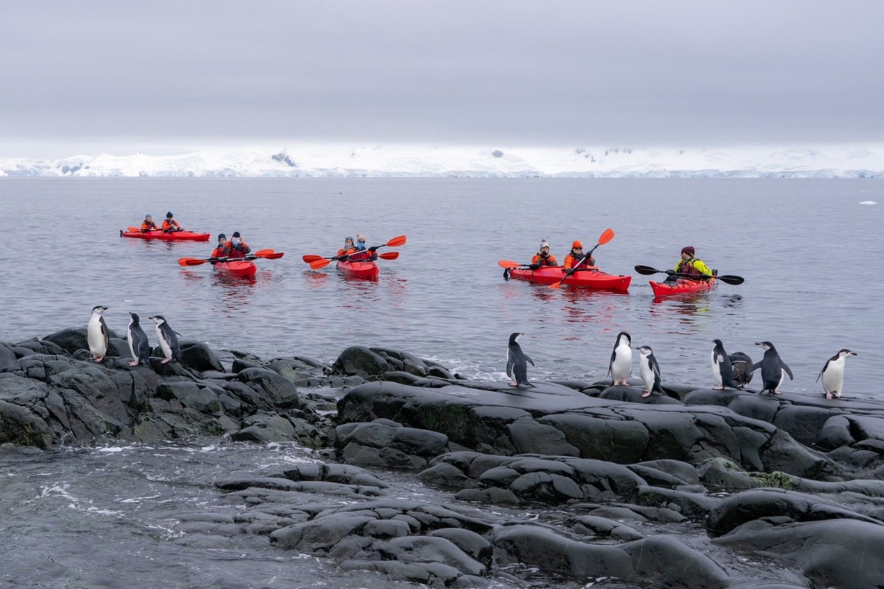 划皮划艇近距離接觸企鵝。圖／開元周遊提供
