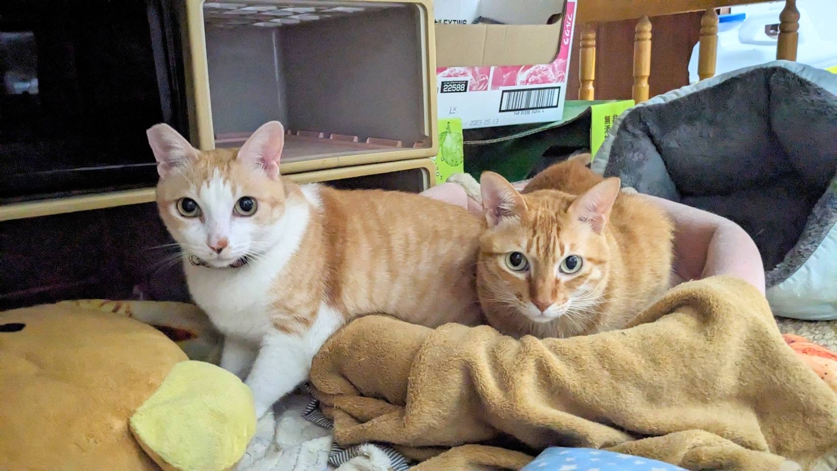 兩隻寶貝貓咪，在台南家中聽話又乖巧。圖/讀者提供