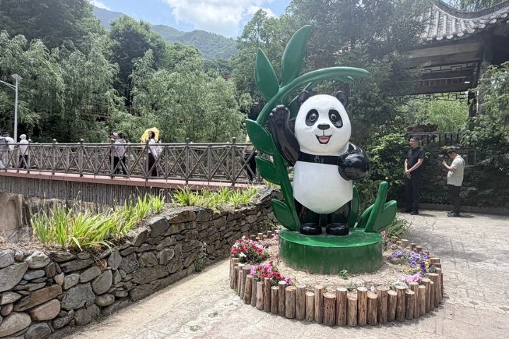 2021年大貓熊國家公園甘肅片區正式納入大貓熊國家公園體系，甘肅現有百餘隻野生大貓熊，其中相當部分生活於文縣境內。圖/記者陳素貞攝