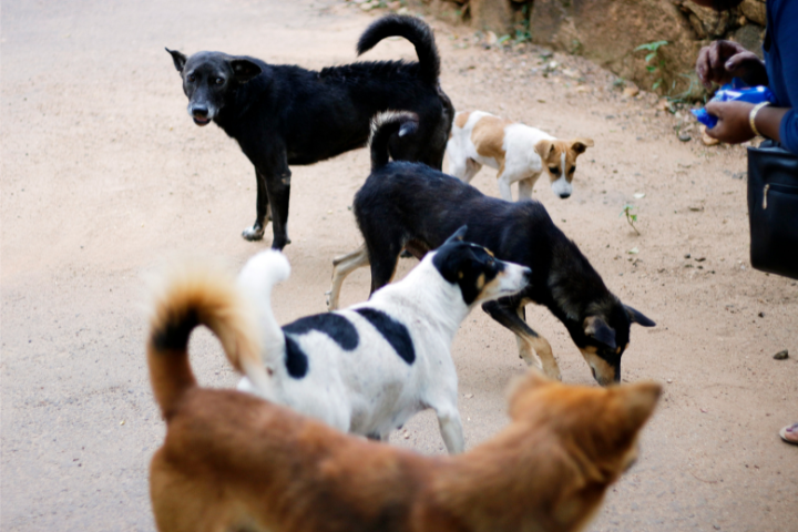 「恢復流浪動物12夜」剛成案！反對者火速提案　引兩派網論戰