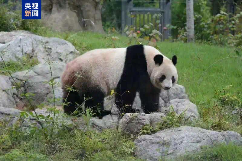 日本東京上野動物園大貓熊「真真」。圖/取自央視