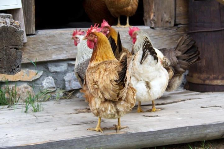 全美首例！密蘇里州出現首起未接觸染疫動物卻確診禽流感個案