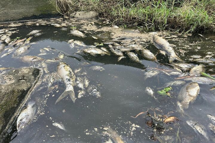 科慕觀音廠鹽酸外漏致逾萬魚群死亡　桃園環保局開罰