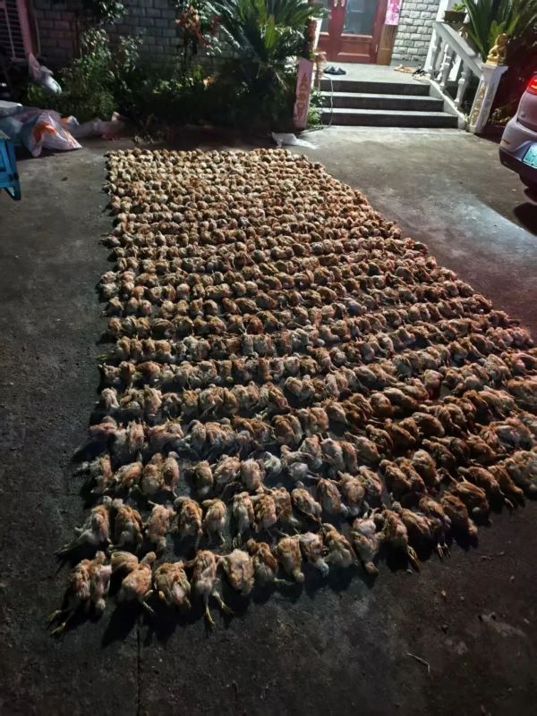因鳳頭鷹闖入，雞群瞬間陷入恐慌，瘋狂撲騰、尖叫逃竄，最終因應激擠壓導致1400餘隻雞死亡。圖/取自潮新聞