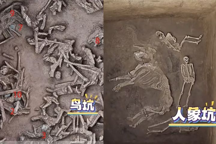 殷墟王陵區出土大量野生動物遺骸,為大陸目前最早的人工飼養野生動物群。圖/取自《河南日報》影片