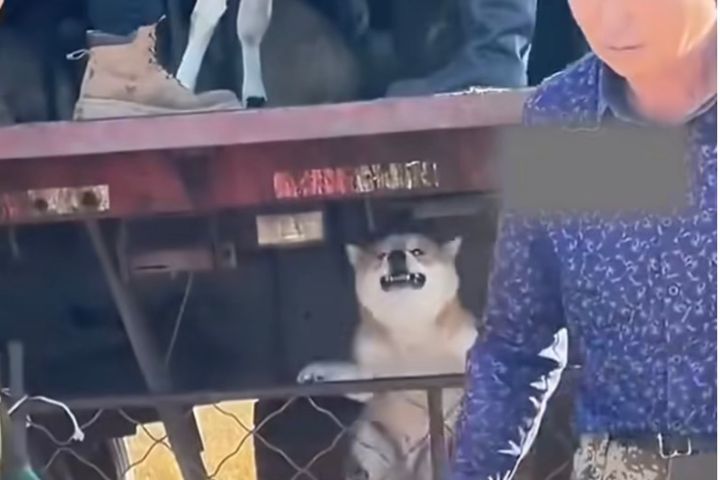   小狗守在圍欄旁不斷張望，似乎察覺熟悉的同伴即將離開，始終守在一旁。圖/翻攝自河北新聞廣播影
