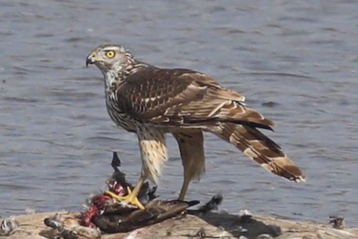  猛禽屬於頂級掠食者，攻擊力與爪力都相當強大。圖/取自explorer羽睿資訊號影片