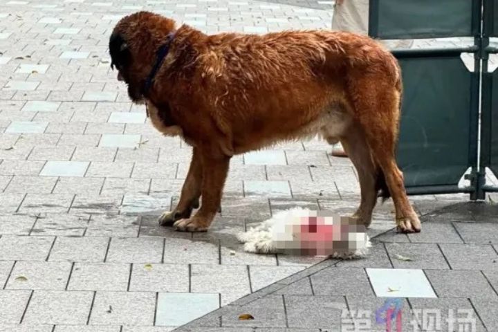 涉事大型犬身長約1.5公尺、身高約1公尺、體重達60公斤,當時雖戴有項圈,卻沒有繫牽繩。圖/取自第一現場