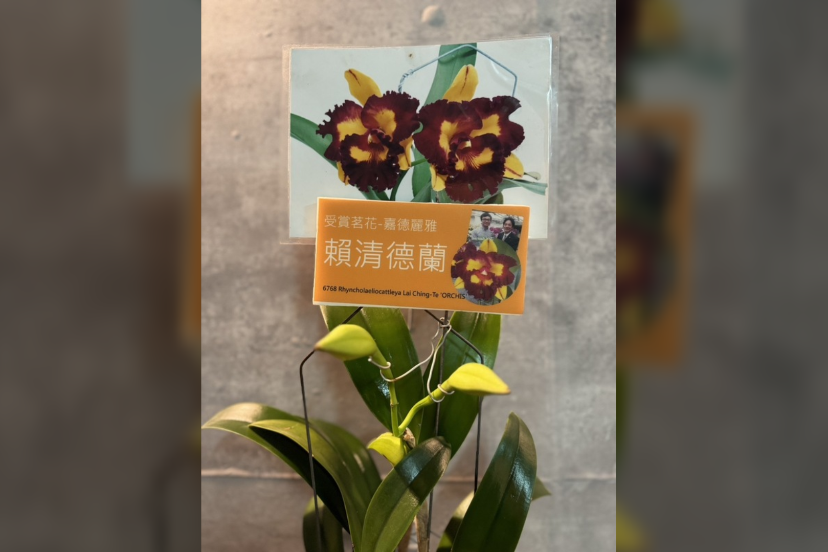 台南山上花園水道博物館將從國慶日起舉辦蘭花展，展覽中預計展出特色品種「賴清德蘭」。圖/中央社