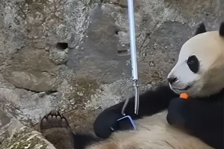 撿到就是我的！四川大貓熊緊抱遊客手機不放手