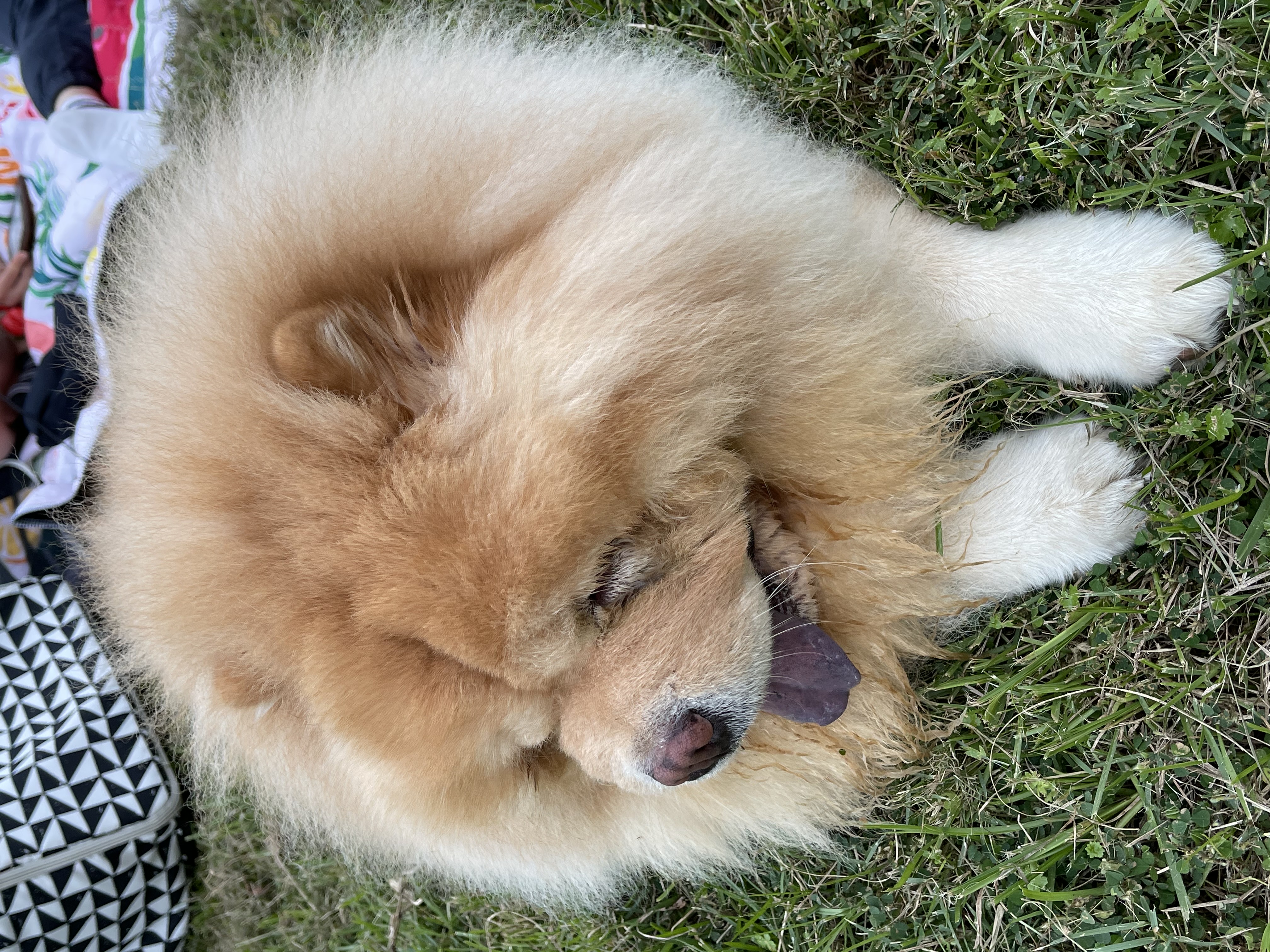 鬆獅犬厚重的毛髮需要定期洗澡、梳毛。圖/陳素貞攝