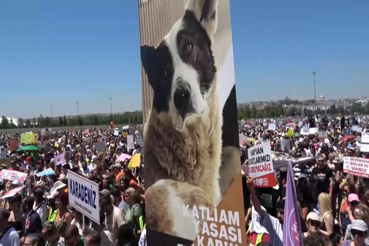 上萬名示威者聚集伊斯坦堡，抗議政府計畫大規模撲殺流浪狗。圖/取自馬尼拉時報《YouTube》官方頻道