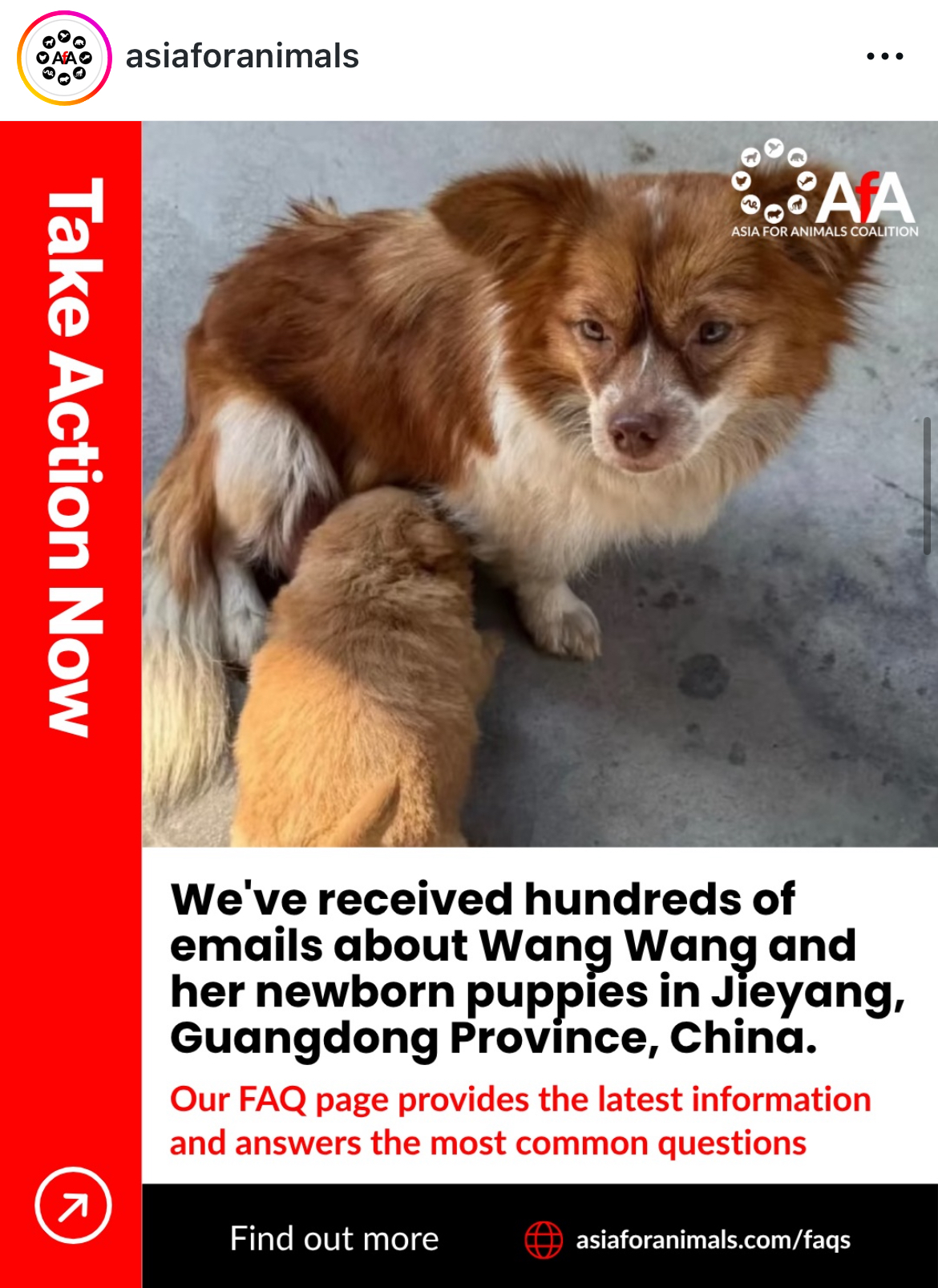 亞洲動物保護聯盟（AfA）也在社群IG關注此案。圖/取自IG