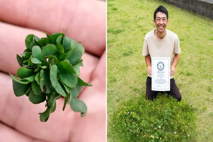 培養出「63葉草」（圖左）的日本男子渡邊敬陽（圖右）。圖/取自《金氏世界紀錄》官網