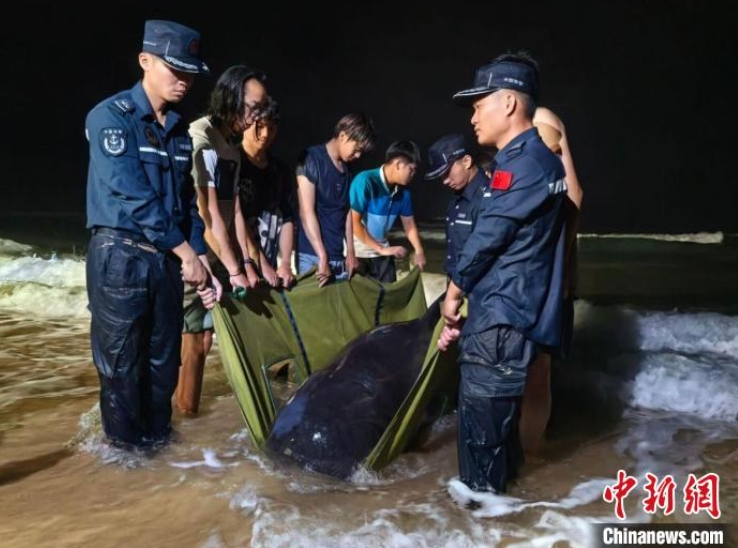 鯨魚「迷路了」? 短肢領航鯨擱淺在三亞海棠灣