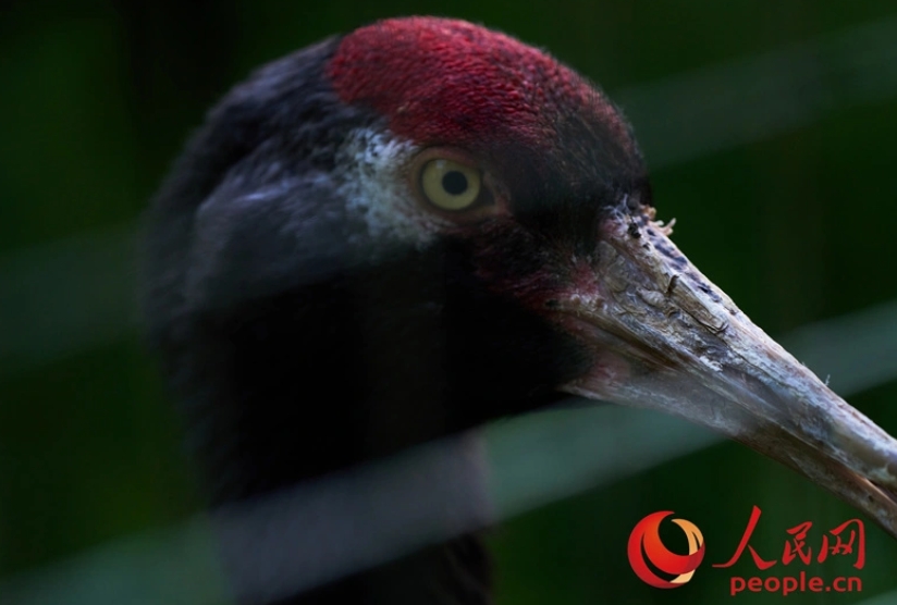 目光犀利的黑頸鶴。圖/取自人民網