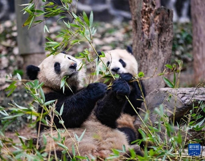 可愛的熊貓一直是中美關係的潤滑油。圖/取自新華社