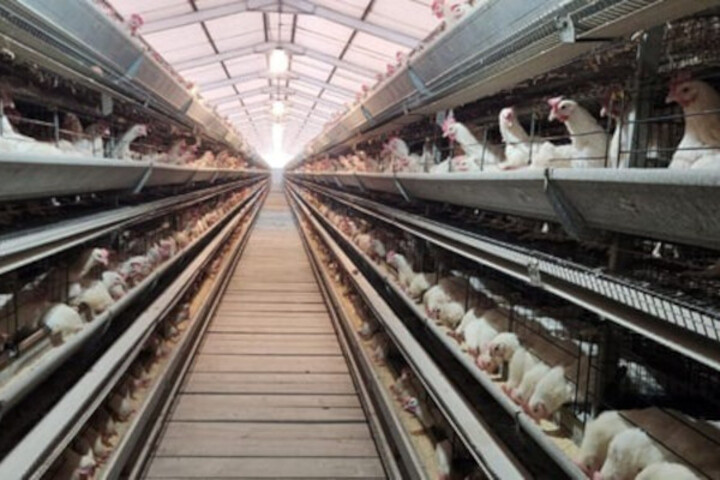 匈牙利爆高致病性禽流感疫情　香港暫停禽類產品進口