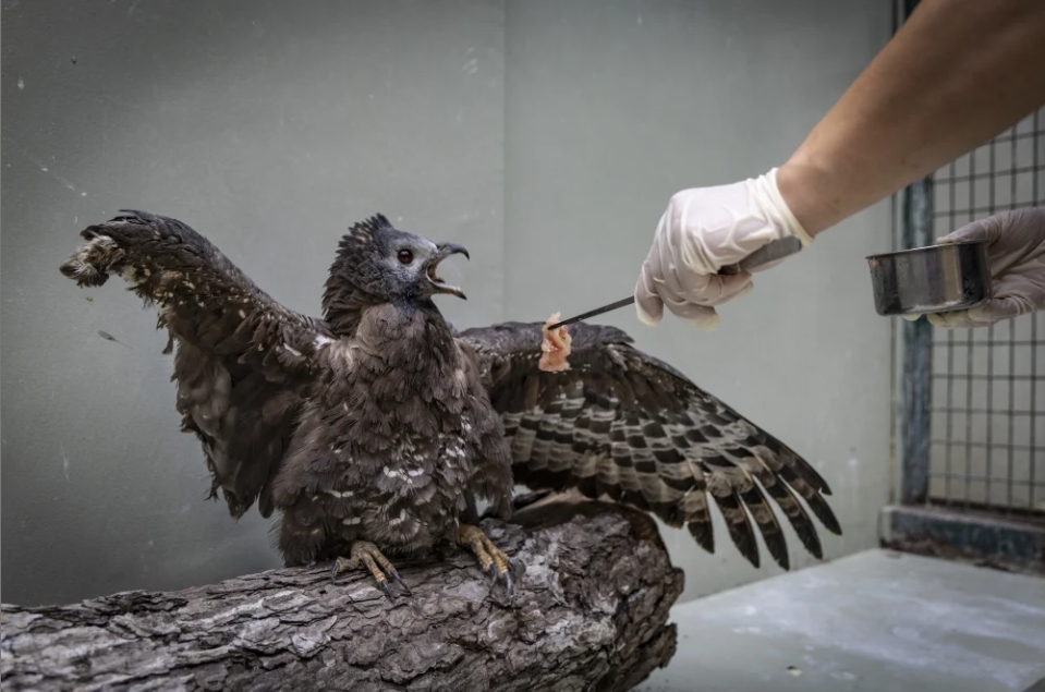 一隻右翅截斷的鳳頭蜂鷹正被人工餵食。圖/取自《新京報》