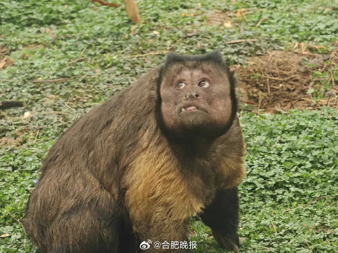 大壯早在2015年自杭州遷入園區，已居住近十年，這波「醜出圈」走紅實屬意外。圖/取自中新浙里微博