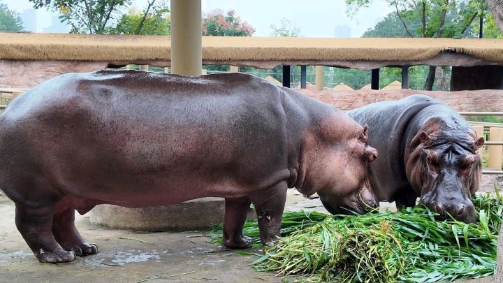 胡宇磊照顧的兩隻河馬，是武漢動物園開園時就已進駐的「老員工」，平均年齡約40歲，年紀甚至比胡宇磊還大。圖/取自九派新聞