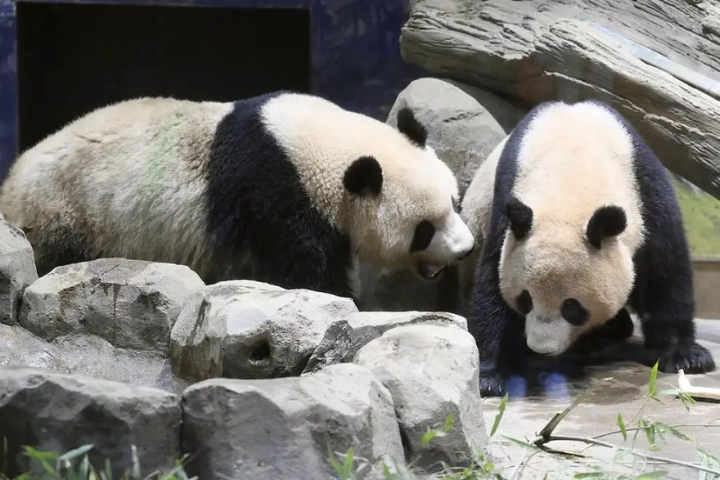 【梅花專論】日本人感嘆再無大熊貓了！