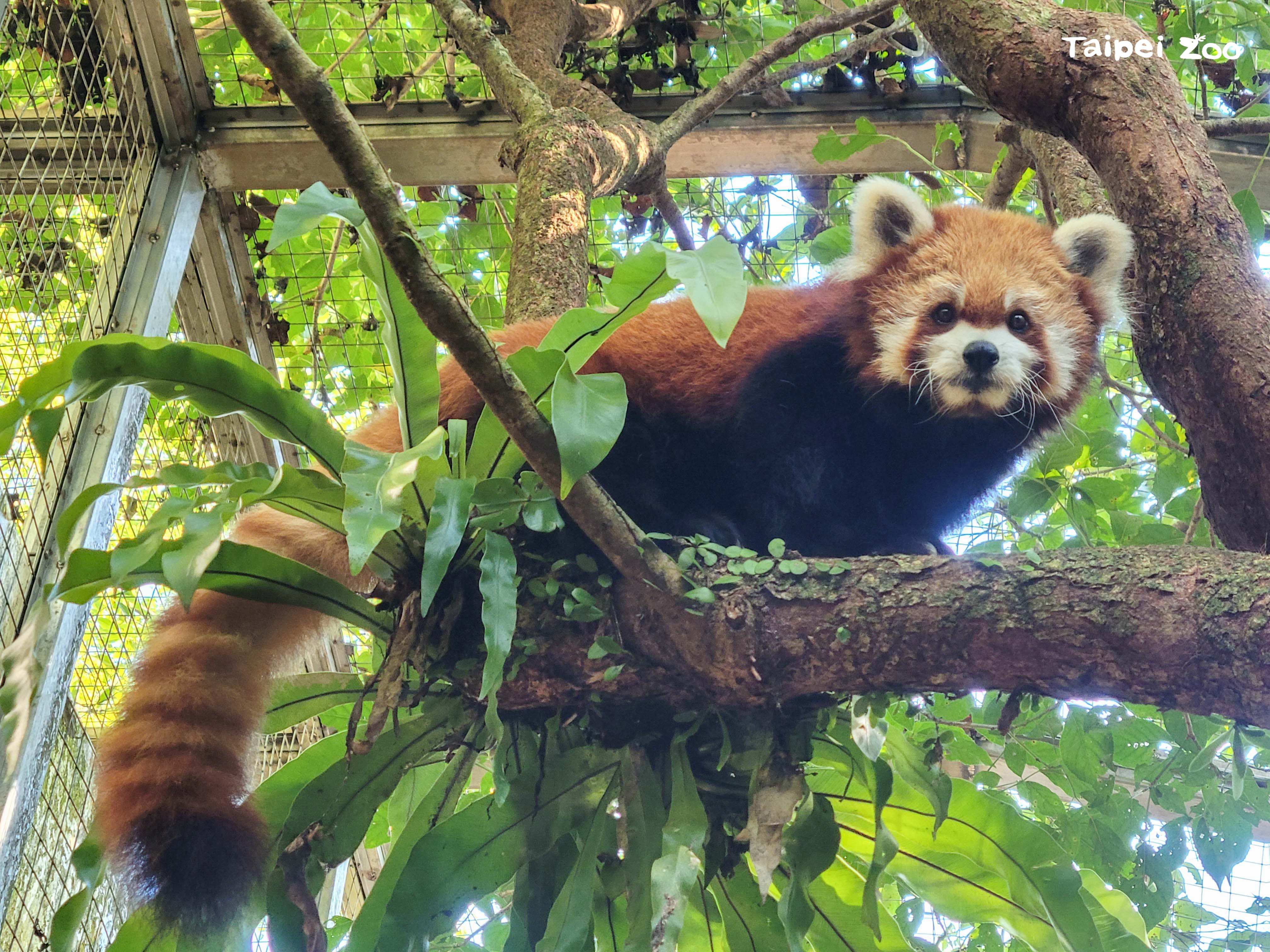 台北市動物園動物22日舉辦慰靈祭，替小貓熊「YaYa」祈福。圖/台北市立動物園提供