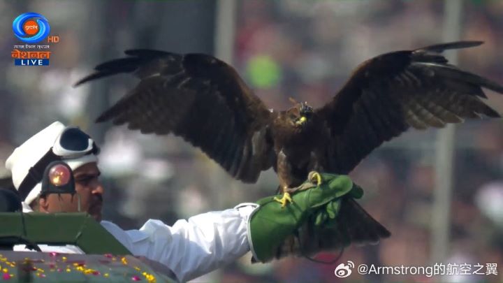 印度陸軍官方指出,動物方隊中還包括4隻受過專業訓練的猛禽,其中以黑鸢最受矚目。圖/取自Armstrong的航空之翼微博