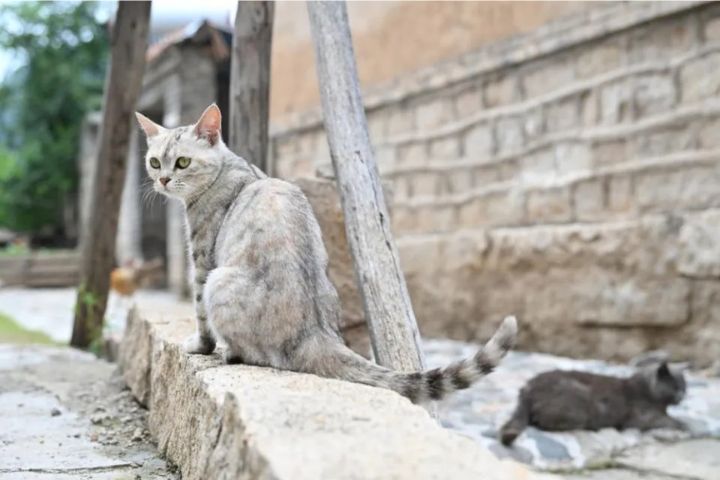 貓村的核心精神是愛、接納、悲憫、人與動物相依存。圖/取自新華社