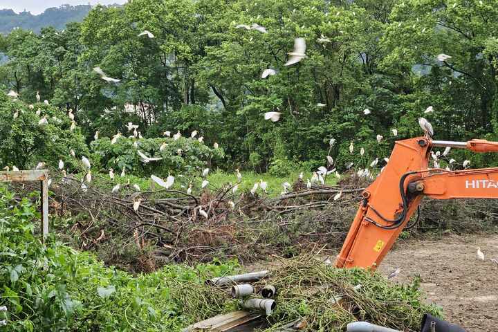 【有片】埔里整片樹林被地主剷平  300黃頭鷺棲地被毀無家可歸