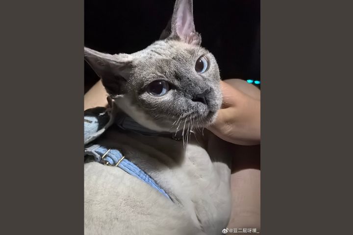 想自己養貓？資深貓奴：9大難題 先過關再說
