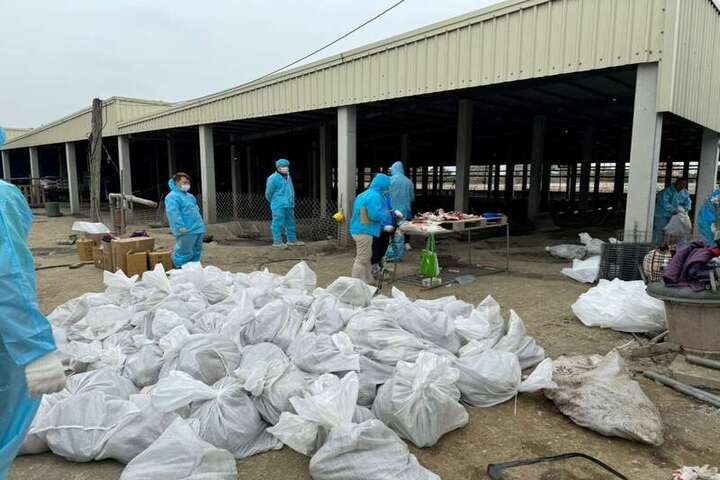 雲林二養殖場報禽流感疫情　今撲殺逾萬隻雞鵝