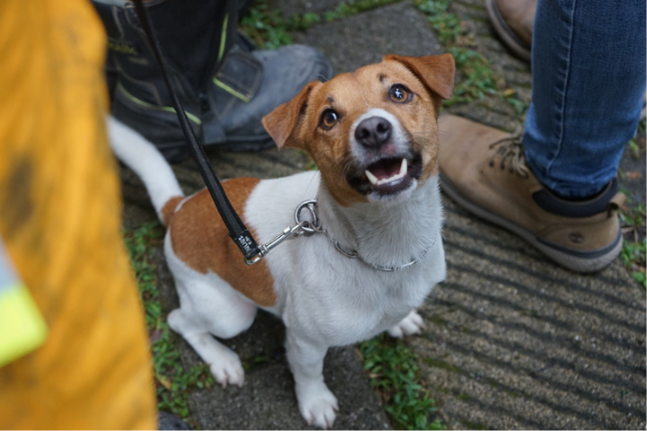 花蓮搜救犬Wilson爆死因被蓋牌！領犬員被勸「不要這樣管教」　消防局：絕無虐狗