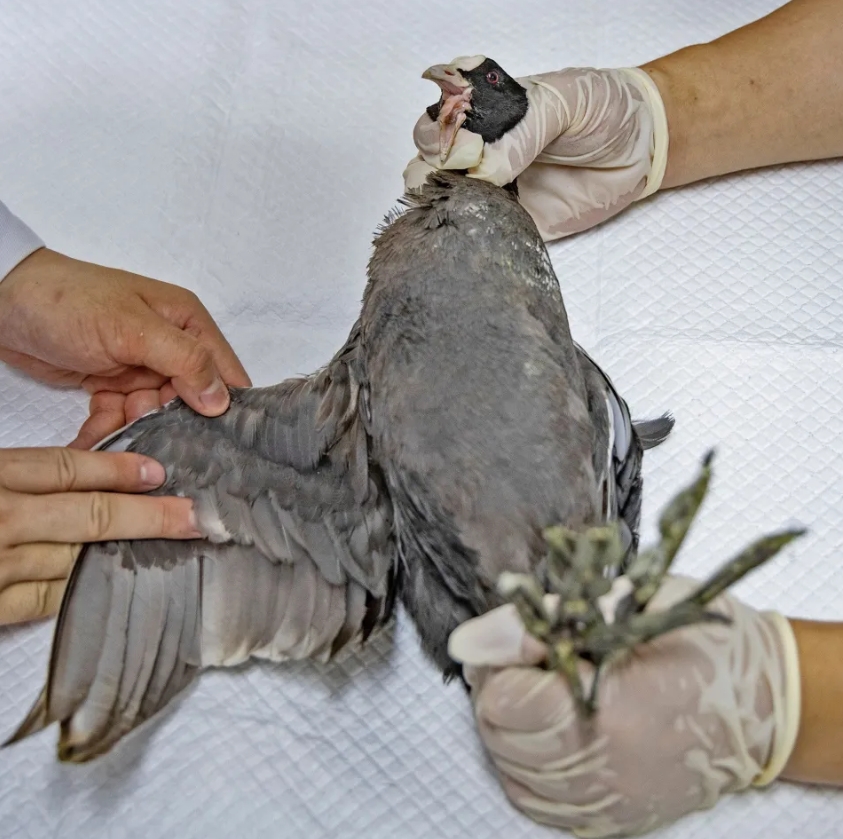 6月6日，北京市野生動物救護中心，獸醫給剛接收的白骨頂做身體檢查。圖/取自《新京報》
