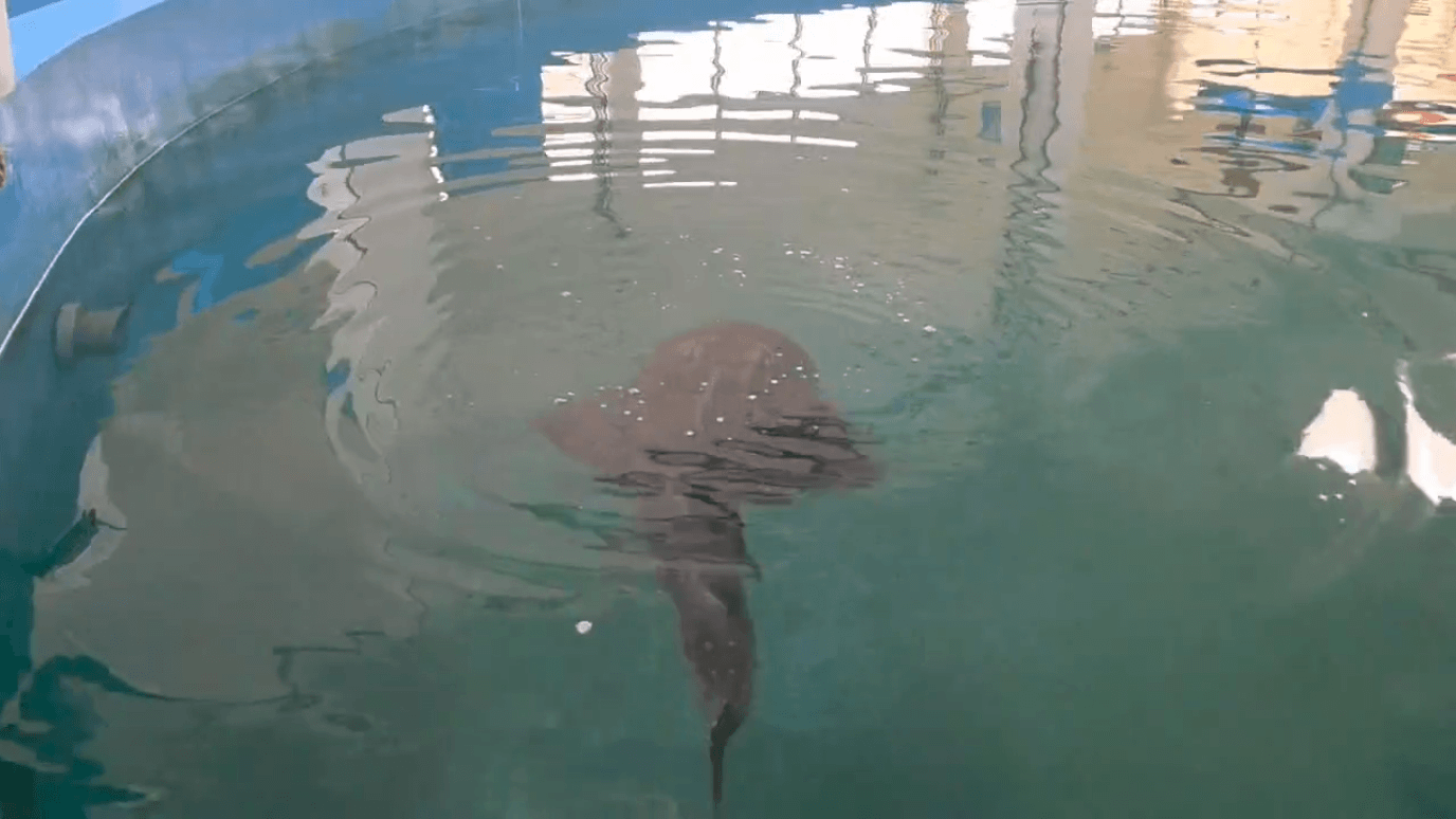 圖為去年暫養於國立海洋生物博物館的波口鱟頭鱝。圖/取自海洋委員會海洋保育署網站