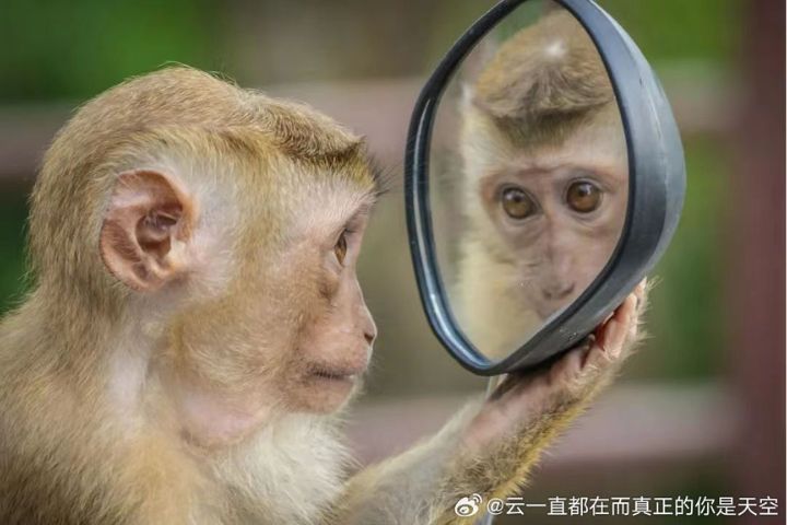  部分靈長類動物尚未具備穩定的鏡像自我辨識能力，容易把鏡子或反光中的自己誤判為同類個體。圖/取自雲一直都在而真正的你是天空微博