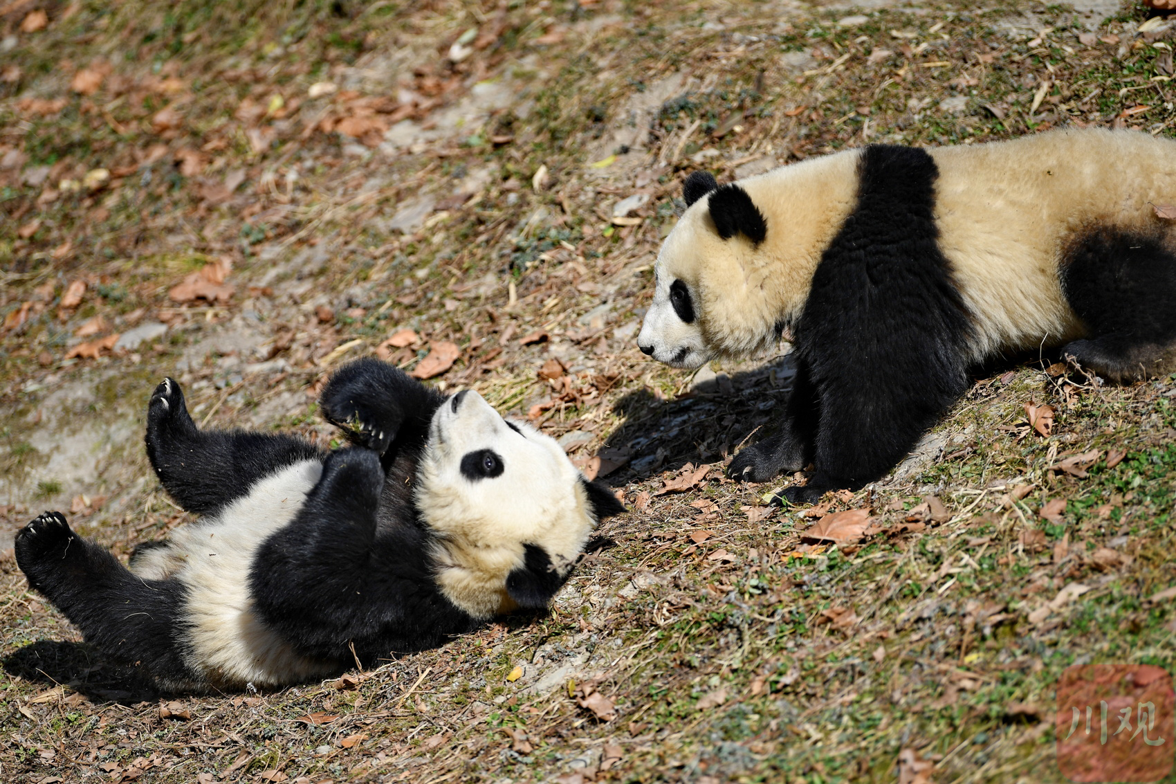 大熊貓是人見人愛的動物。圖/取自四川在線