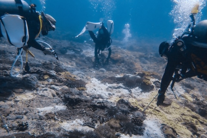 東沙珊瑚面臨棘冠海星威脅　內政部展開清除