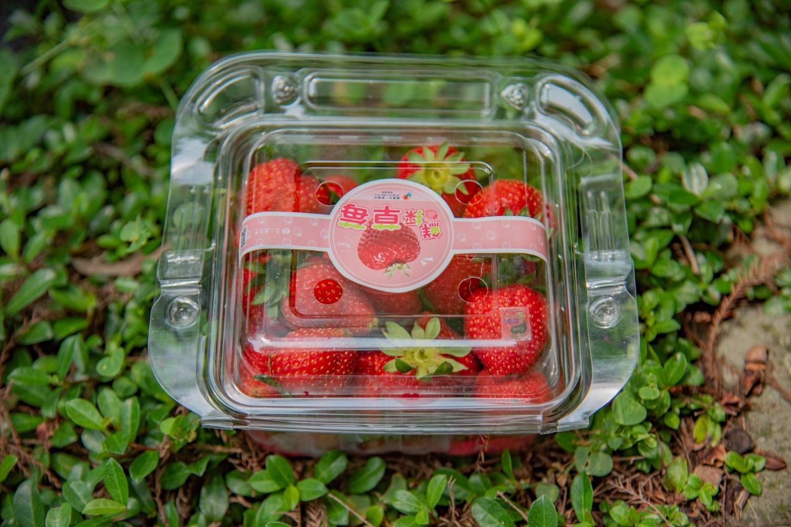 台灣首個「碳標籤」認證草莓出爐，400公克草莓碳排1.1公斤。圖/農業部提供