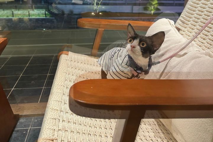 攜程平台數據顯示,寵物友好型酒店訂單比去年同期增加18%,浙江增幅近10%。圖/取自微博