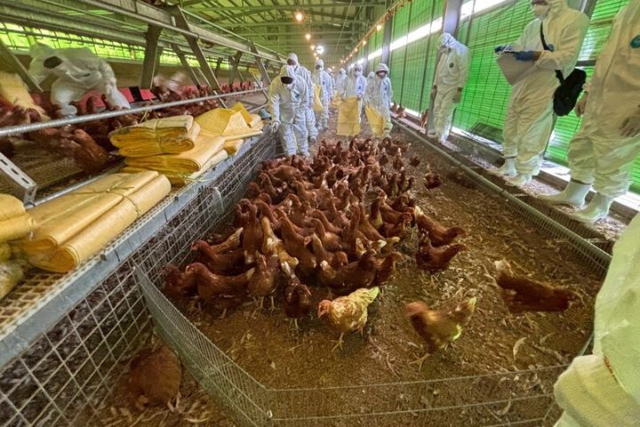   台中市豐原區一處蛋雞場確診禽流感，台中市政府29日上午派員到蛋雞場依法撲殺雞隻。圖/中央社、台中市政府提供