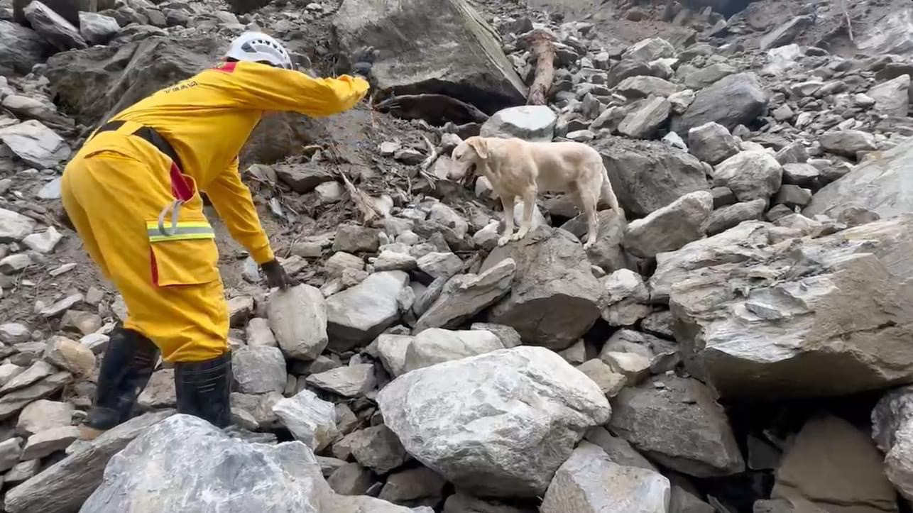 即將退休的拉不拉多犬Roger，發揮專長，協助在砂卡礑步道發現第3名罹難者。 圖/取自陳其邁臉書