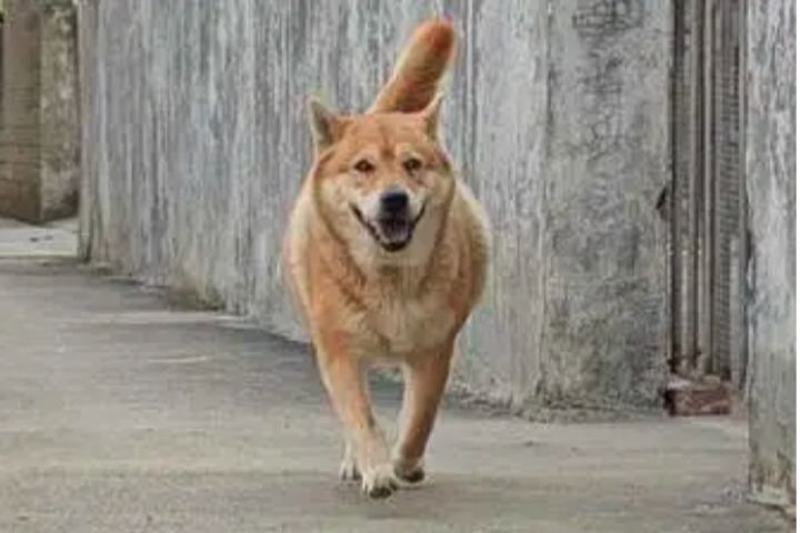 相信牠的預警　大黃狗狂吠救主人躲過瓦斯氣爆　