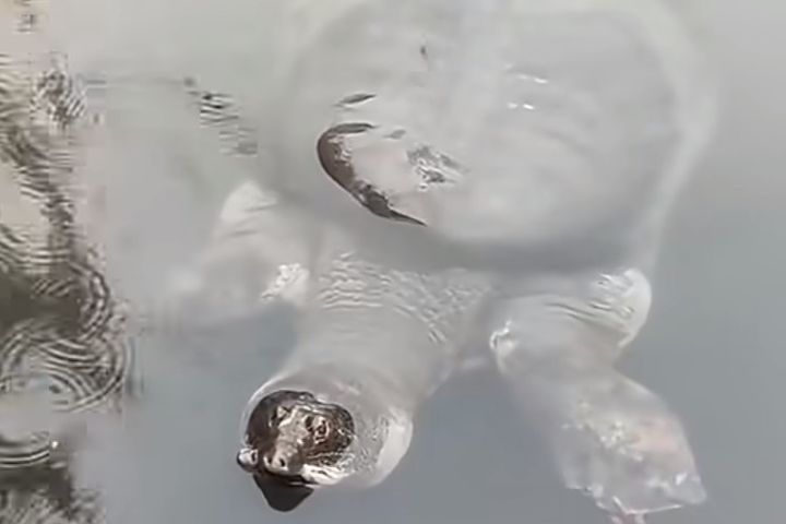 斑鳖「蘇蘇」年齡已超過100歲，體長約1.1至1.5公尺、體重可達百公斤以上，是現存體型最大的淡水鳖之一。圖/取自影片