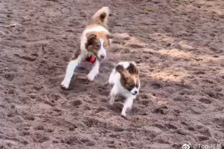 寵物旅遊升溫「人寵共遊」大陸文旅市場新亮點