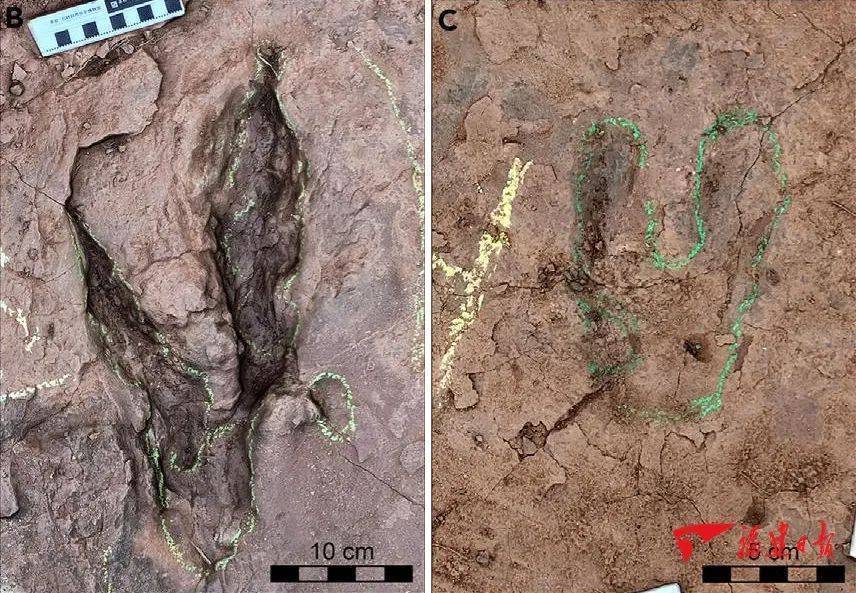 全世界發現的最大的恐爪龍類足跡。圖/取自《福建日報》