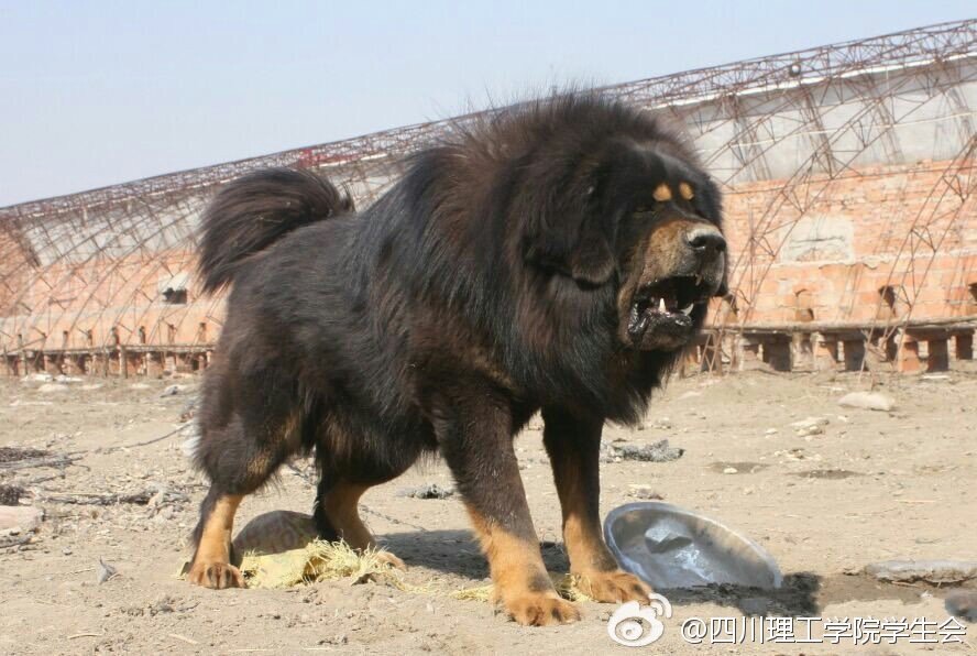 深圳限制犬隻不准進一般公園 禁養38種烈性犬