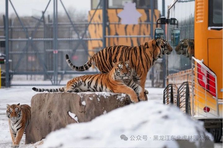 春節投餵過量　哈爾濱虎林園300多隻東北虎「輕斷食」輪休