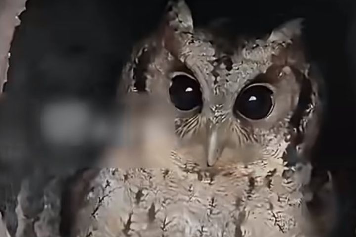 自家煙囪變「固定產房」　貓頭鷹和住戶成了20多年的「老朋友」