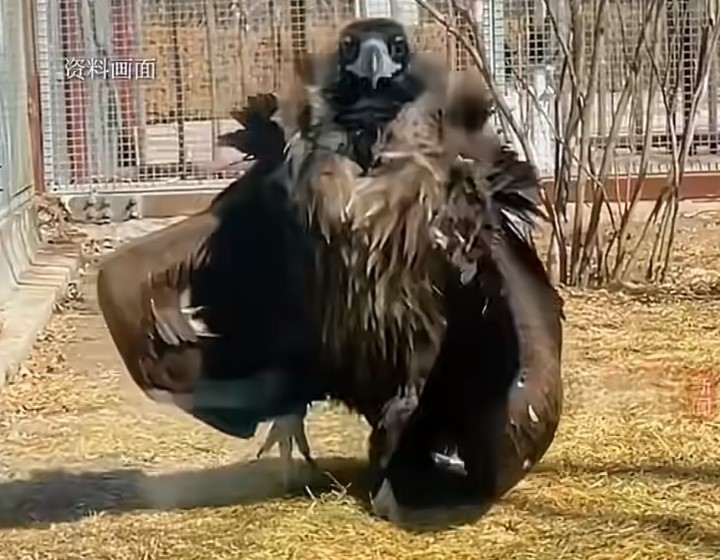 禿鷲體長可達120公分、翼展約2公尺，是現存體型最大的猛禽之一。圖/取自極目新聞影片